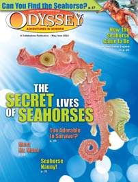 ODYSSEY Magazine May 2012: The Secret Lives of Seahorses for Kids 9-14
