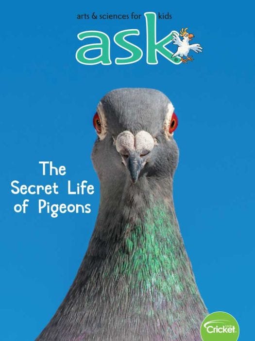 ASK Magazine January 2020: The Secret Life of Pigeons for Kids 6-9